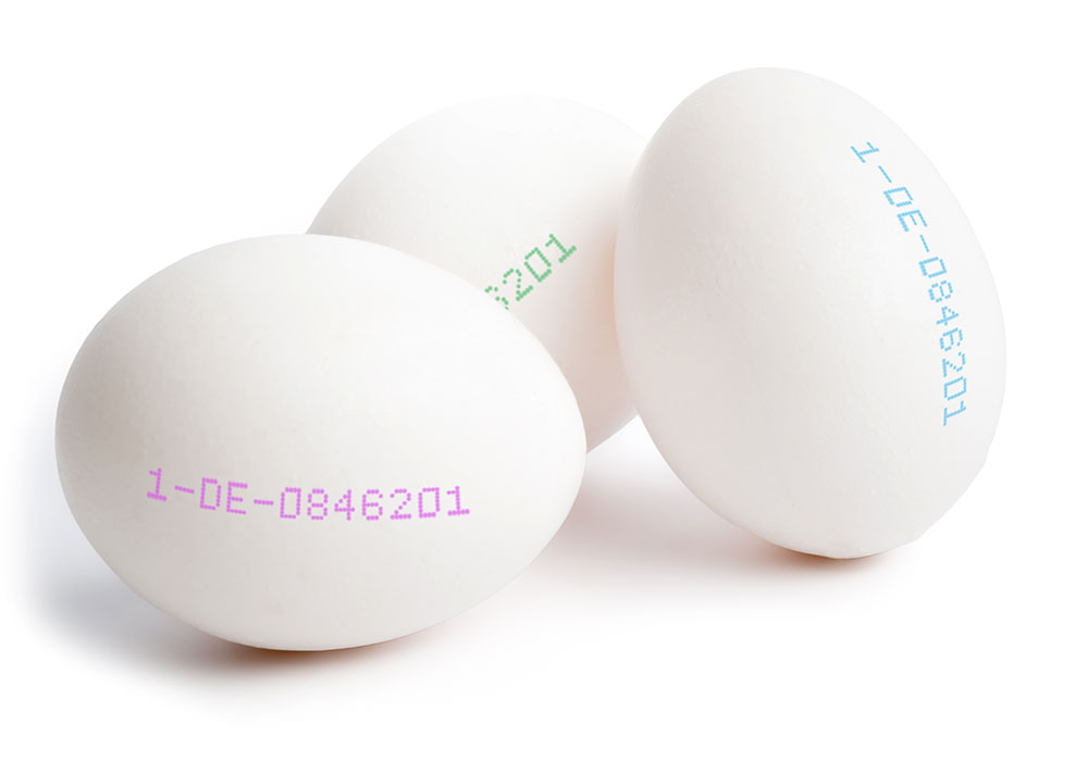 egg-sample2.jpg